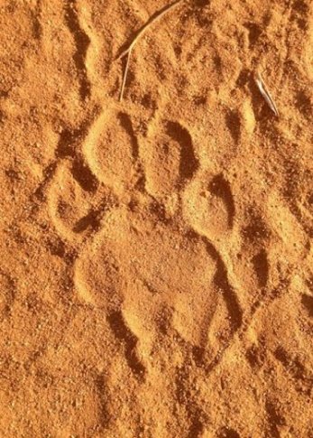 lion-pawprint-bushwise