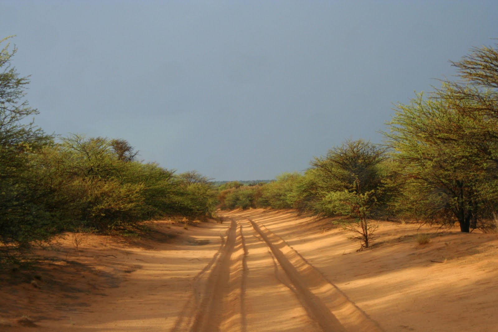Sand Tracks in Mabuasehube Game Reserve.JPG